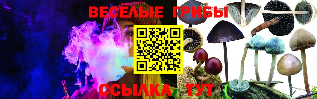 Галлюциногенные грибы прущие грибы  Вход с VPN  Красноярск  Галлюциногенные грибы Psilocybe 